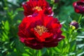 Herbaceous Peonies in flower