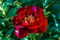 Herbaceous Peonies in flower