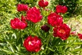 Herbaceous peonies Chervonnyj Oksamit in flowers. Red peony oscamite