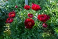 Herbaceous Peonies in flower Royalty Free Stock Photo