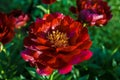Herbaceous Peonies in flower Royalty Free Stock Photo