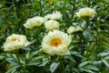 Herbaceous Peonies `Lemon Chiffon` in flower