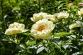 Herbaceous Peonies `Lemon Chiffon` in flower