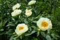 Herbaceous Peonies `Lemon Chiffon` in flower