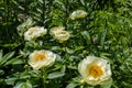 Herbaceous Peonies `Lemon Chiffon` in flower