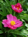 herbaceous peony