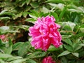 Herbaceous peony