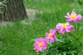 Herbaceous peony Royalty Free Stock Photo