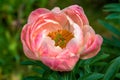 Herbaceous peony Coral charm in flowers garden