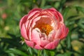 Herbaceous peony Coral charm in flowers garden