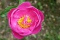 Herbaceous peony flower Royalty Free Stock Photo