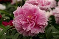 Herbaceous Peony \'Sarah Bernhardt\'