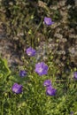 Herbaceous perennial bell