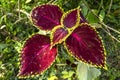 Herbaceous perennial. Close up of variegated Coleus plants. view of multicolored coleus plants Royalty Free Stock Photo