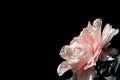 Herbaceous perennial peony flower on a dark background