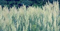 Herbaceous perennial plant Calamagrostis epigejos in the rays of the setting sun. Macro photography. Cereals. Weed.