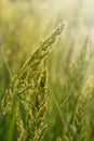 Herbaceous perennial plant Calamagrostis epigejos in the rays of the setting sun. Macro photography. Cereals. Weed.