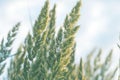 Herbaceous perennial plant Calamagrostis epigejos in the rays of the setting sun. Macro photography. Cereals. Weed.