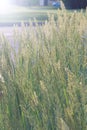 Herbaceous perennial plant Calamagrostis epigejos in the rays of the setting sun. Macro photography. Cereals. Weed.