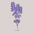 Herbaceous plant with blue flowering lavender.