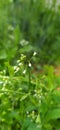 Capsella bursa-pastoris herb in the steppe