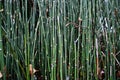 Growing plant Equisetum hyemale texture Royalty Free Stock Photo