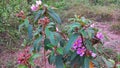 herbaceous plant melastoma malabathricum flower seeds bloom