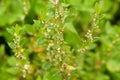 Herbaceous plant Sporish bird Polygoni avicularis herba, Knotweed bird with small pale pink flowers