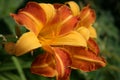 Hemerocallis `Frans Hals` Daylily. Motley yellow and orange lilies.