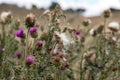 Herbaceous plants `Milk Thistle` Silybum Marianum. Field with power marian milk thistle, medical plants. Dry mature head, dr Royalty Free Stock Photo