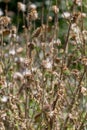 Herbaceous plants `Milk Thistle` Silybum Marianum. Field with power marian milk thistle, medical plants. Dry mature head, dr Royalty Free Stock Photo