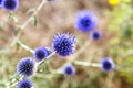 Herbaceous plants `Milk Thistle` Silybum Marianum. Field with power marian milk thistle, medical plants. Dry mature head, dr Royalty Free Stock Photo