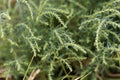 Herbaceous seepweed Suaeda maritima Royalty Free Stock Photo