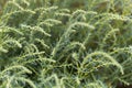 Herbaceous seepweed Suaeda maritima Royalty Free Stock Photo