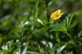 A creeper that has yellow flowers in the morning Royalty Free Stock Photo