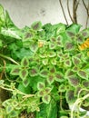 Herbage with green and brown leaves