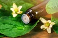 Herbal alternative medicine - essential oil bottle with drop on green leaf Royalty Free Stock Photo