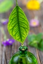 Herbal, alternative medicine, water drop falling down from a leaf to the bottle on blurred wooden background with flowers