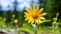 herbal arnica montana flower Royalty Free Stock Photo