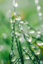 herbal background. green grass with drops.Earth Day. Grass stems and water drops macro background.Wet grass after rain Royalty Free Stock Photo