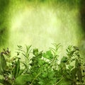 Herbal Background with Grunge Effects Royalty Free Stock Photo