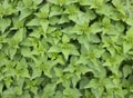 Herbal background with many fresh nettle Urtica plants Royalty Free Stock Photo