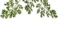 Herbal border or edging from branches of sagebrush ( absinthe, absinthium, absinthe wormwood, wormwood ) leaves, Royalty Free Stock Photo