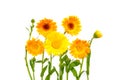 Herbal calendula flowers isolated on white background