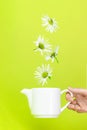 Herbal camomile tea. Beautiful flying white daisies camomile falling and levitating in White ceramic kettle teapot on green
