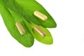 Herbal capsules on sage leaves