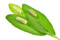 Herbal capsules on sage leaves