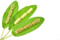 Herbal capsules on sage leaves