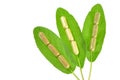 Herbal capsules on sage leaves