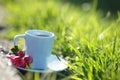 Herbal cup of tea isolated on green nature grass background with apple tree brahcn Royalty Free Stock Photo